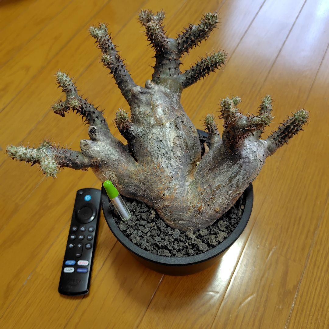 と*ん様 パキポディウム マカイエンセ