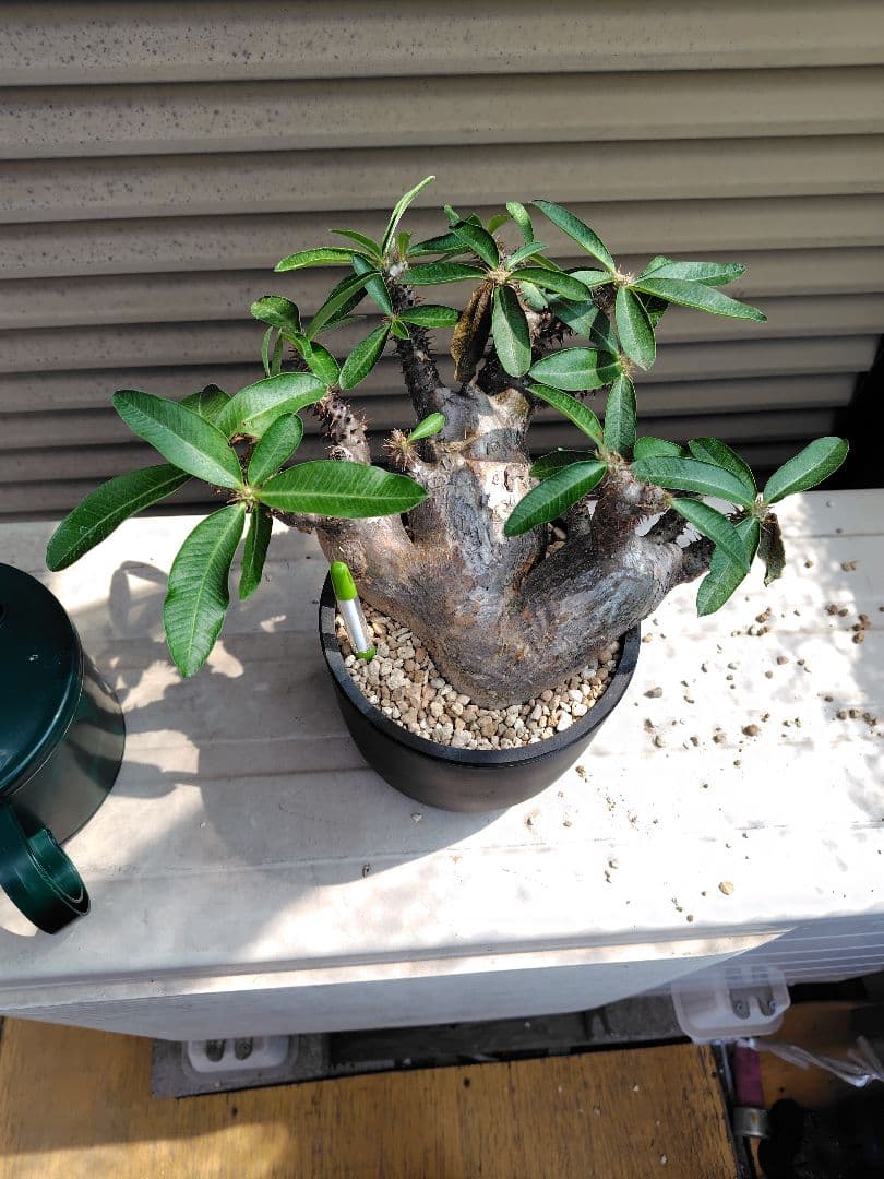 と*ん様 パキポディウム マカイエンセ