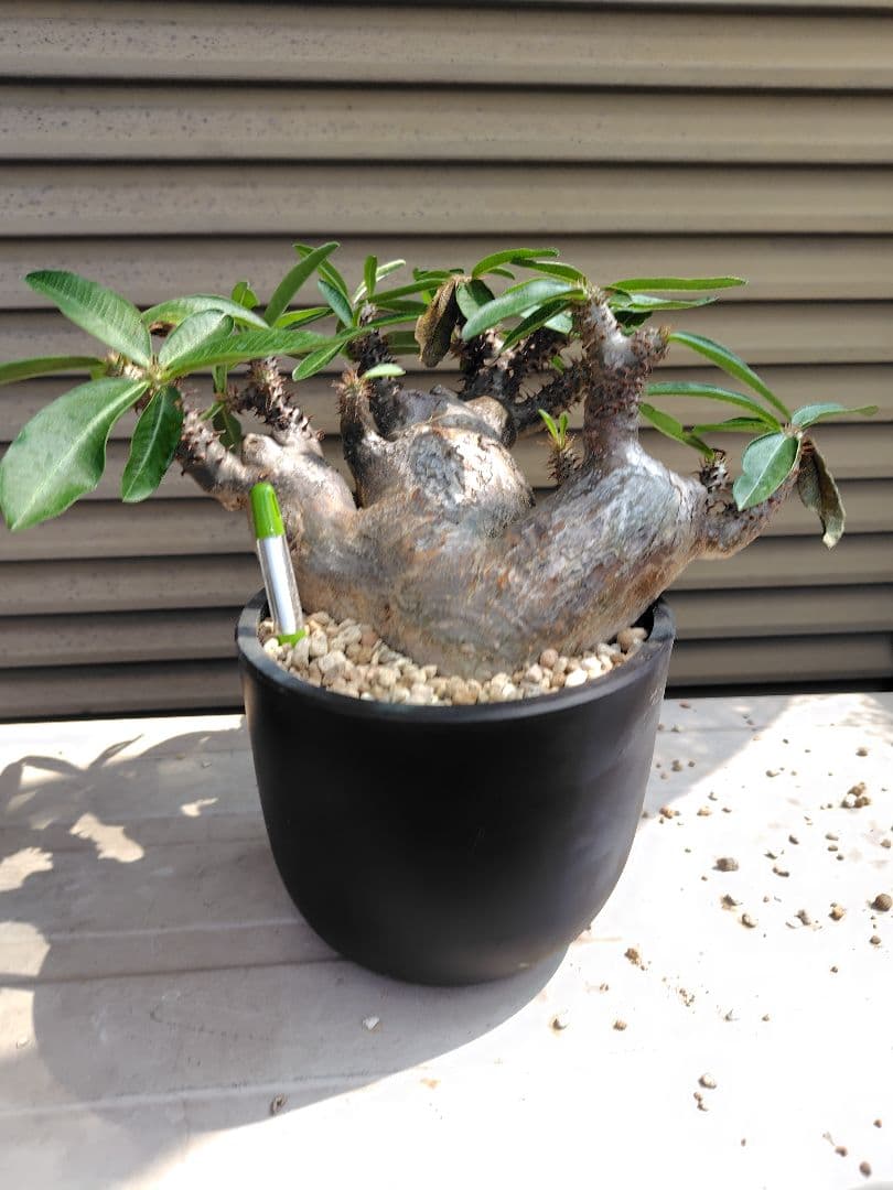 と*ん様 パキポディウム マカイエンセ