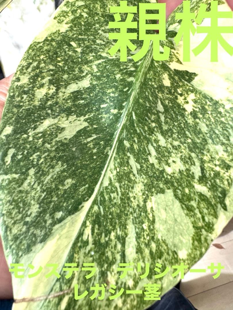 ら*ら様 【超希少】モンステラ デリシオーサ レガシー 極上茎 しっかり