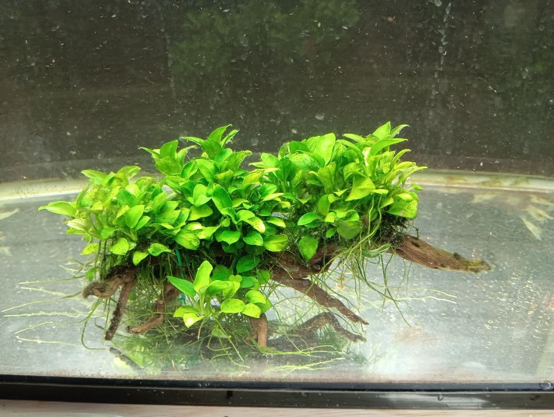 KEISUKEさま専用 サラワクカピット ナナミニ 2点セット