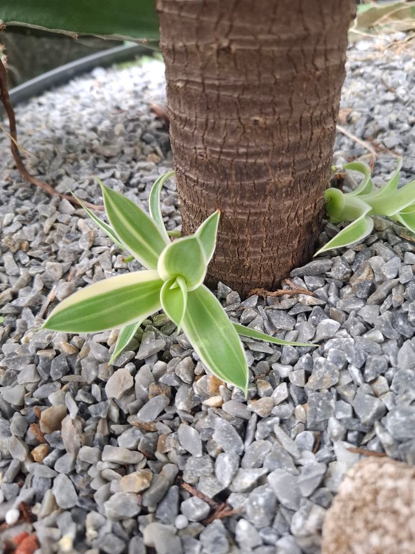 K*a様 アテナータ　レイオブライト　レアな中斑