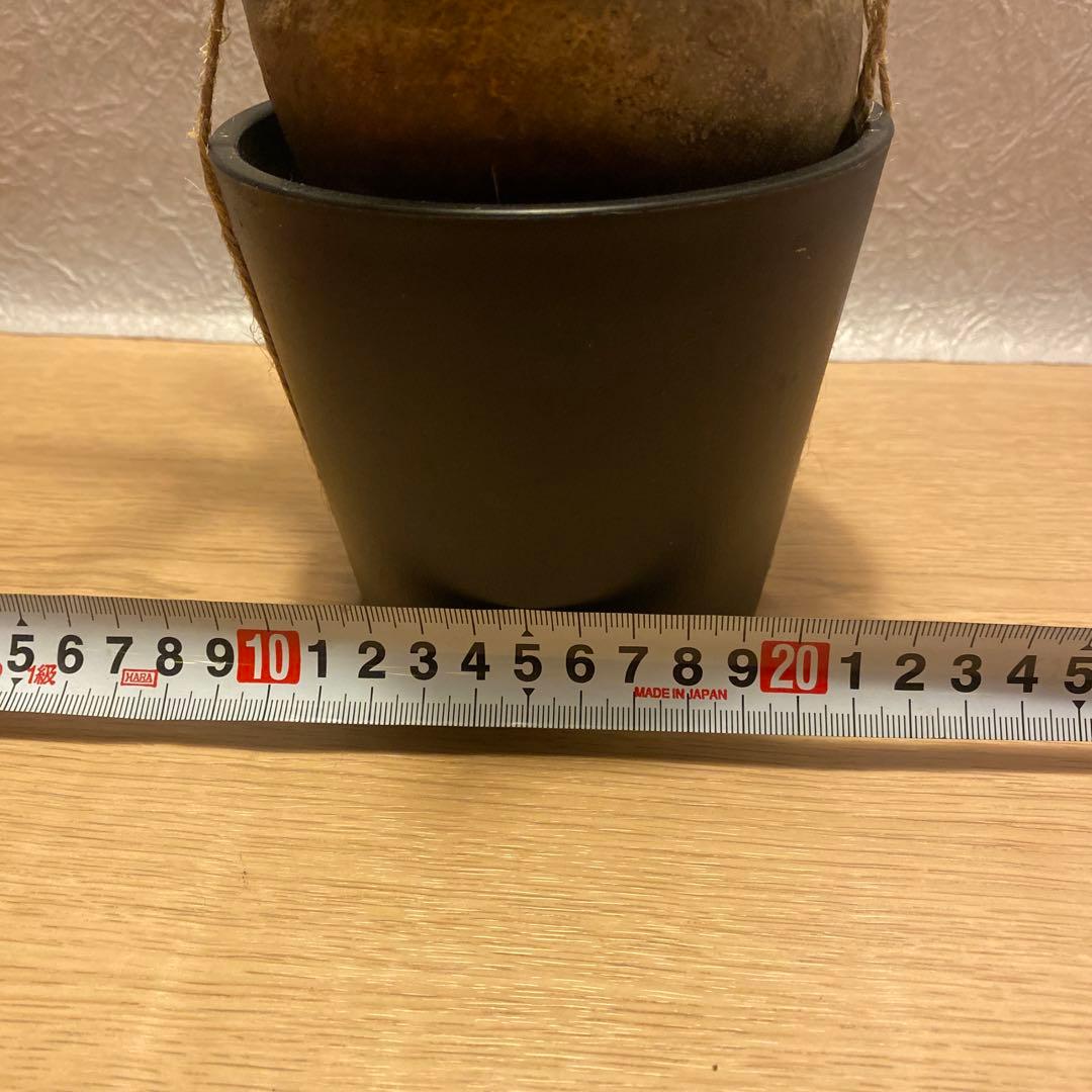 グラキリス発根管理中 大きめ現地球