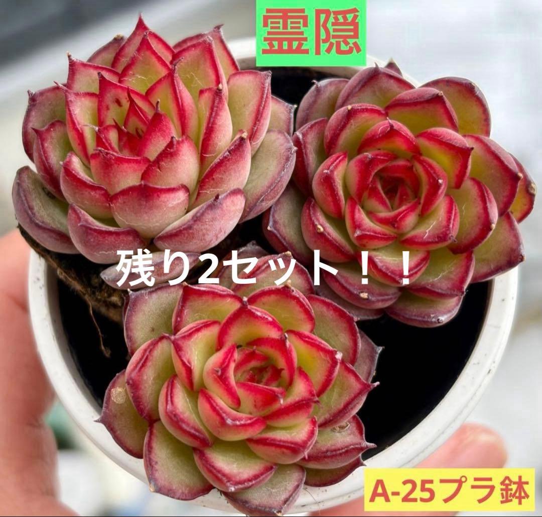 残り2セット！！霊隠 多肉植物 プラグ苗(抜き苗)3苗 ランダム発送