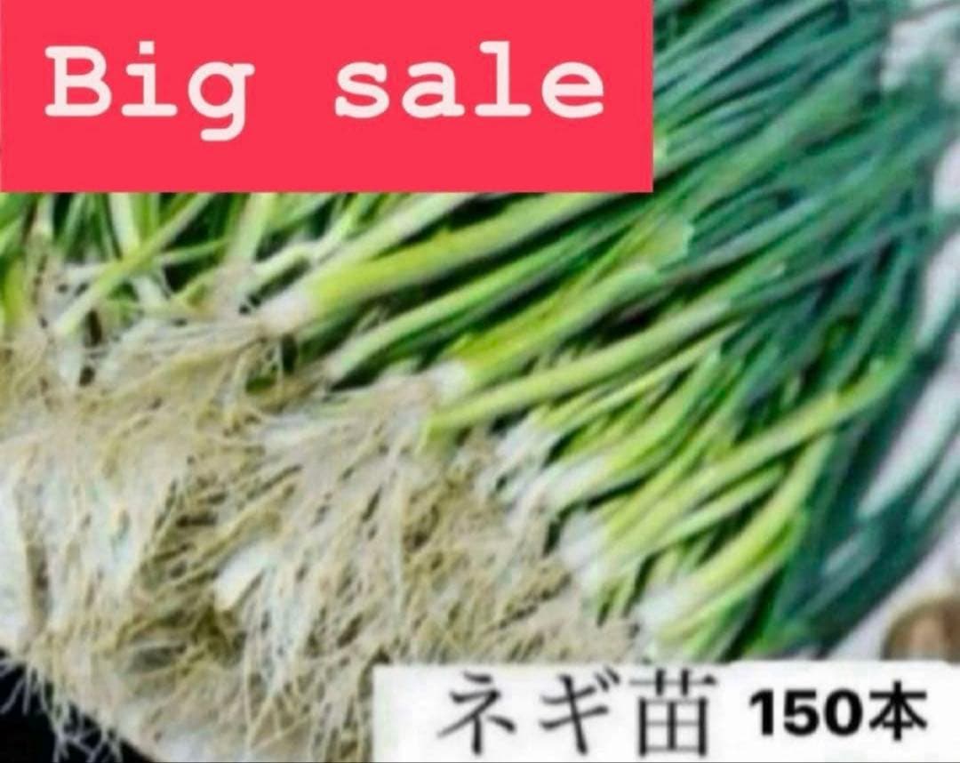 福岡県産 ネギ苗 150本 - メルカリ
