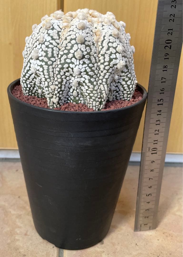 国内実生 スーパー兜×花園兜 温室管理（全幅10cm×全高7cm）特大株