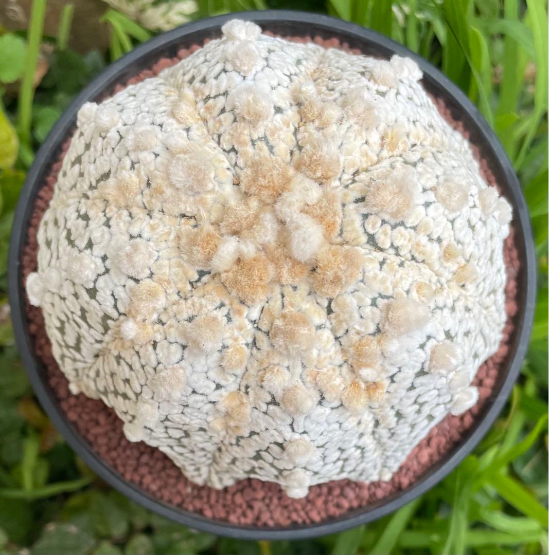 国内実生 スーパー兜×花園兜 温室管理（全幅10cm×全高7cm）特大株