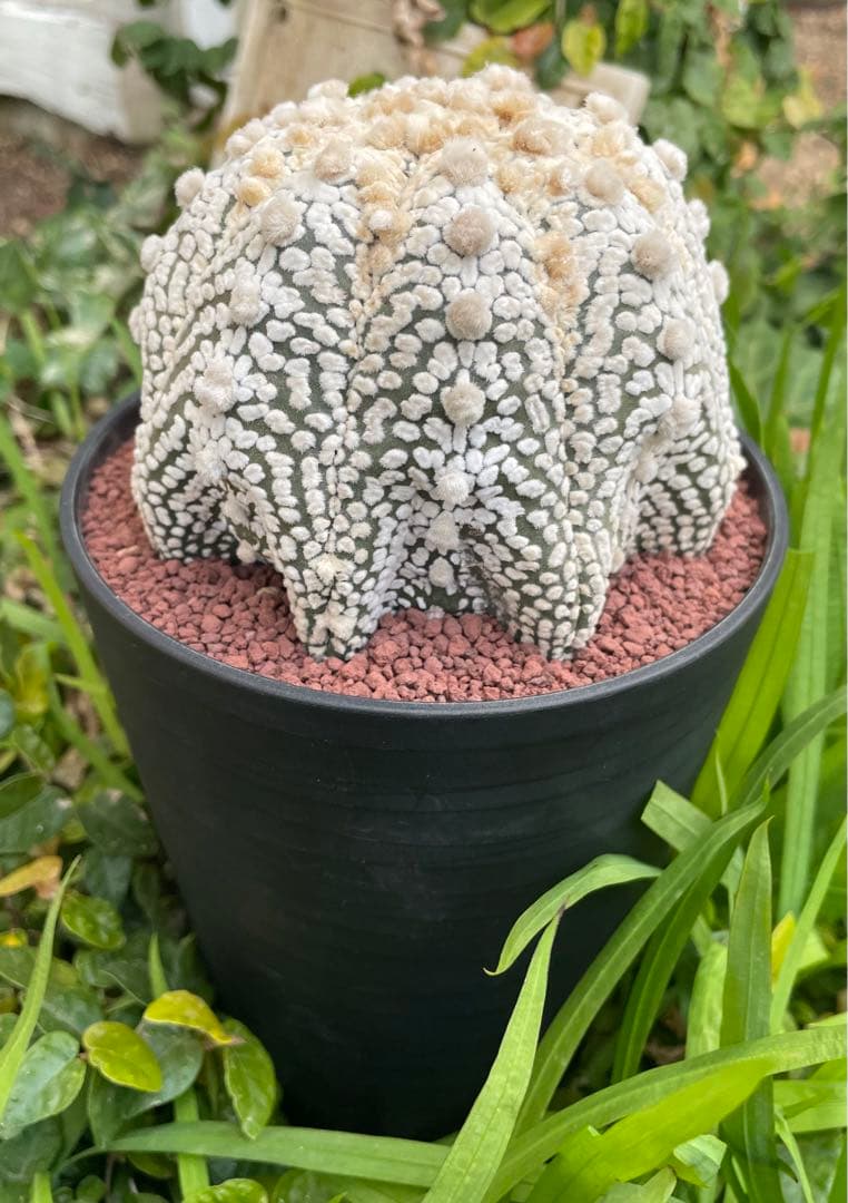 国内実生 スーパー兜×花園兜 温室管理（全幅10cm×全高7cm）特大株