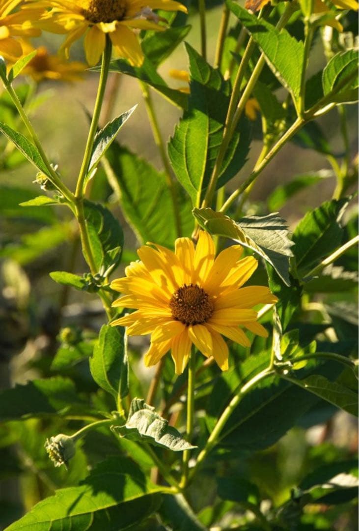 TAMRON Eマウント 18-200mm F3.5-6.3 Di III VC