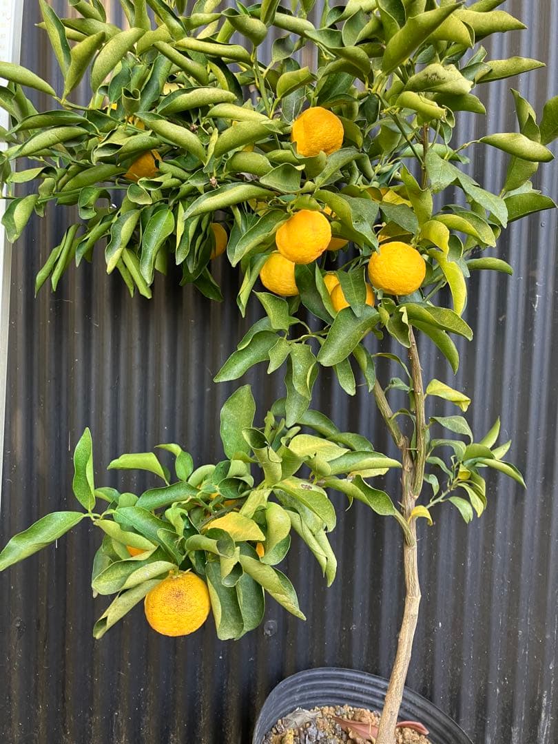 どん兵衛さま専用