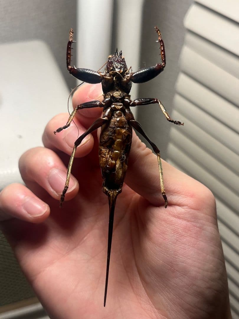 【特大美脚】マッチョキリギリス♀ コロギス リオック