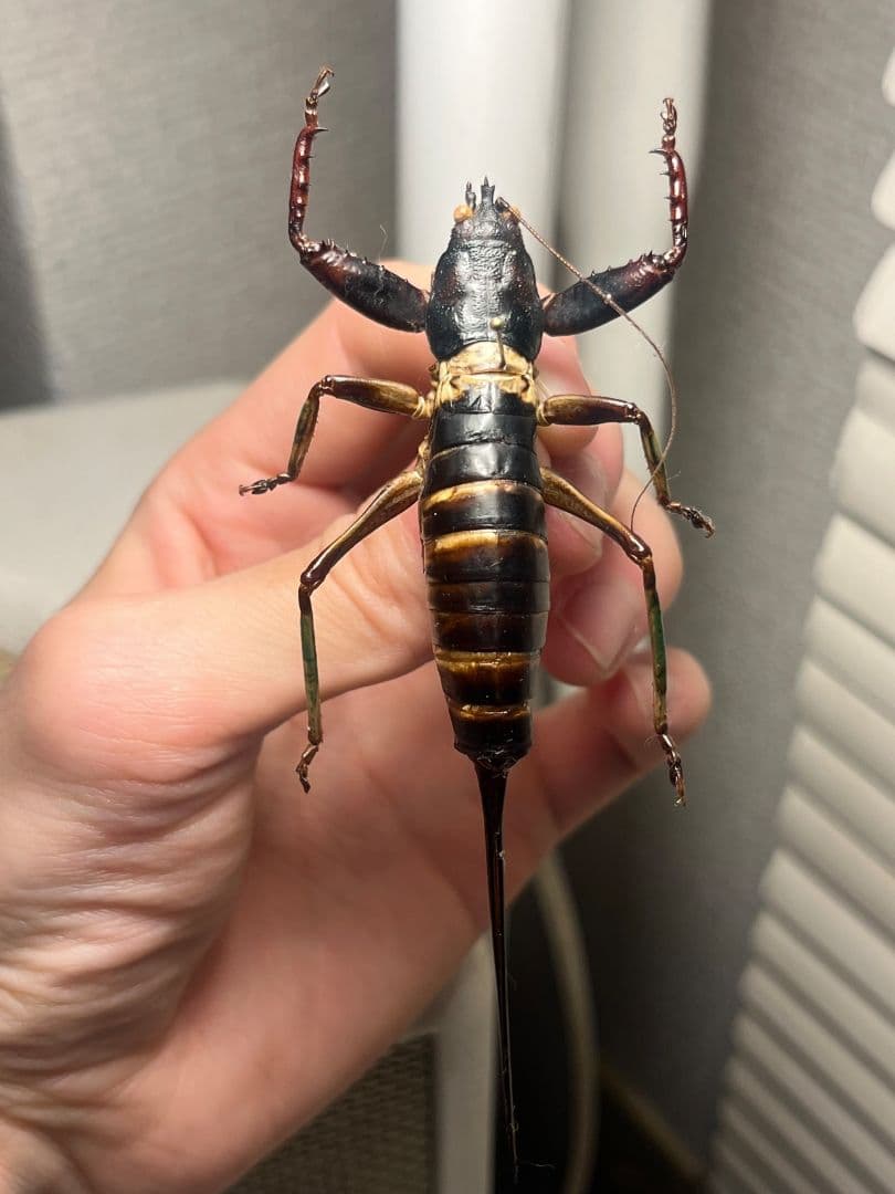 【特大美脚】マッチョキリギリス♀ コロギス リオック