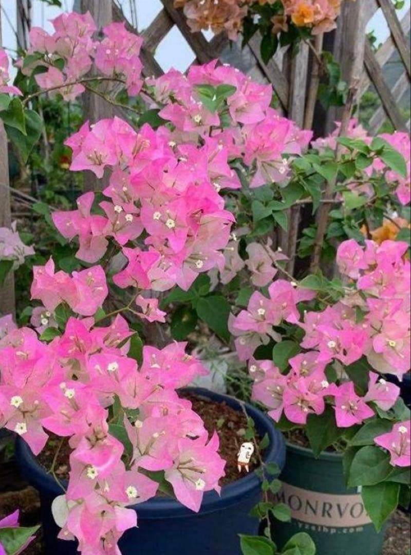 ブーゲンビリア　大株　海外種　三色変色　花蕾多数付き