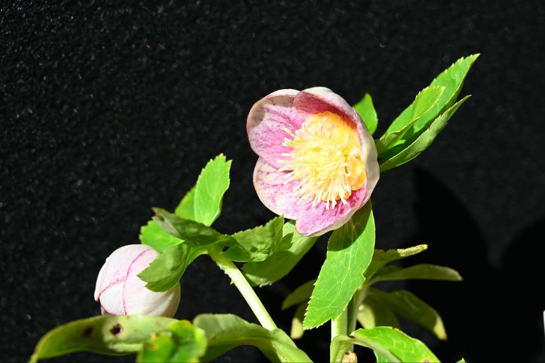 クリスマスローズ　認定プリマヴェーラホワイトゴールド　加藤農園