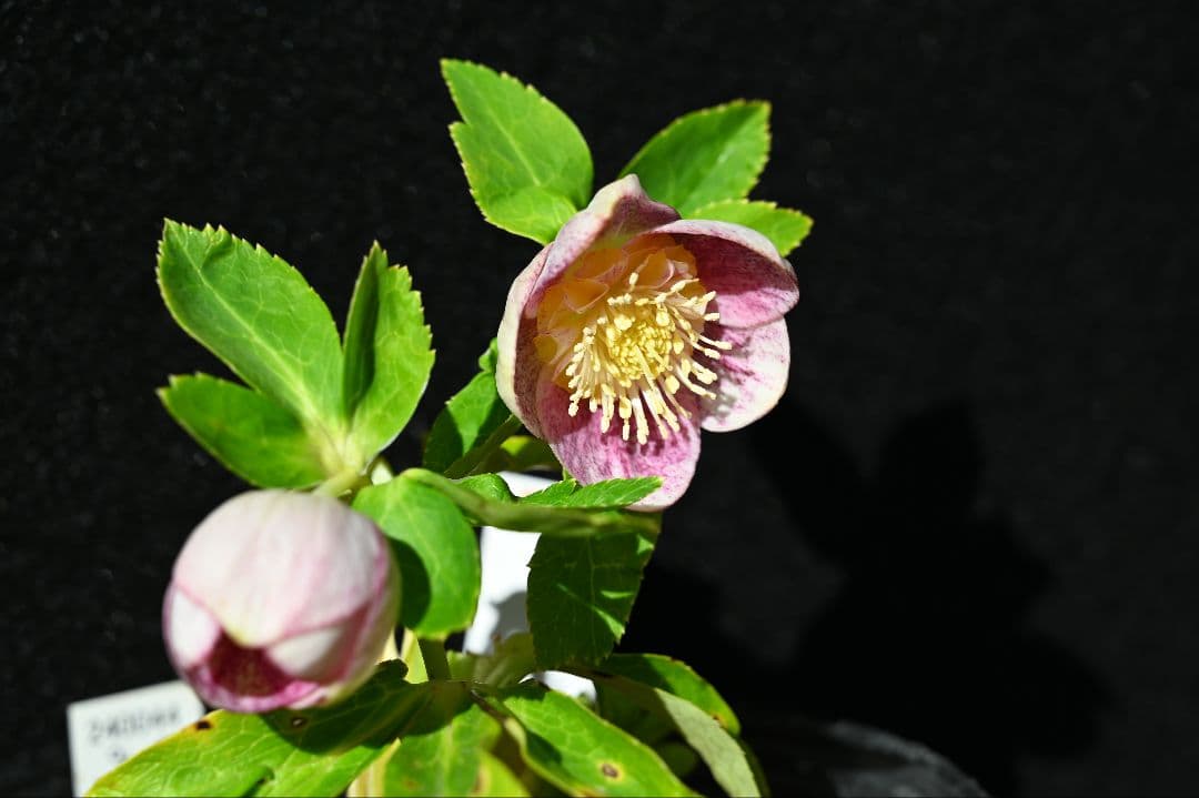 クリスマスローズ　認定プリマヴェーラホワイトゴールド　加藤農園