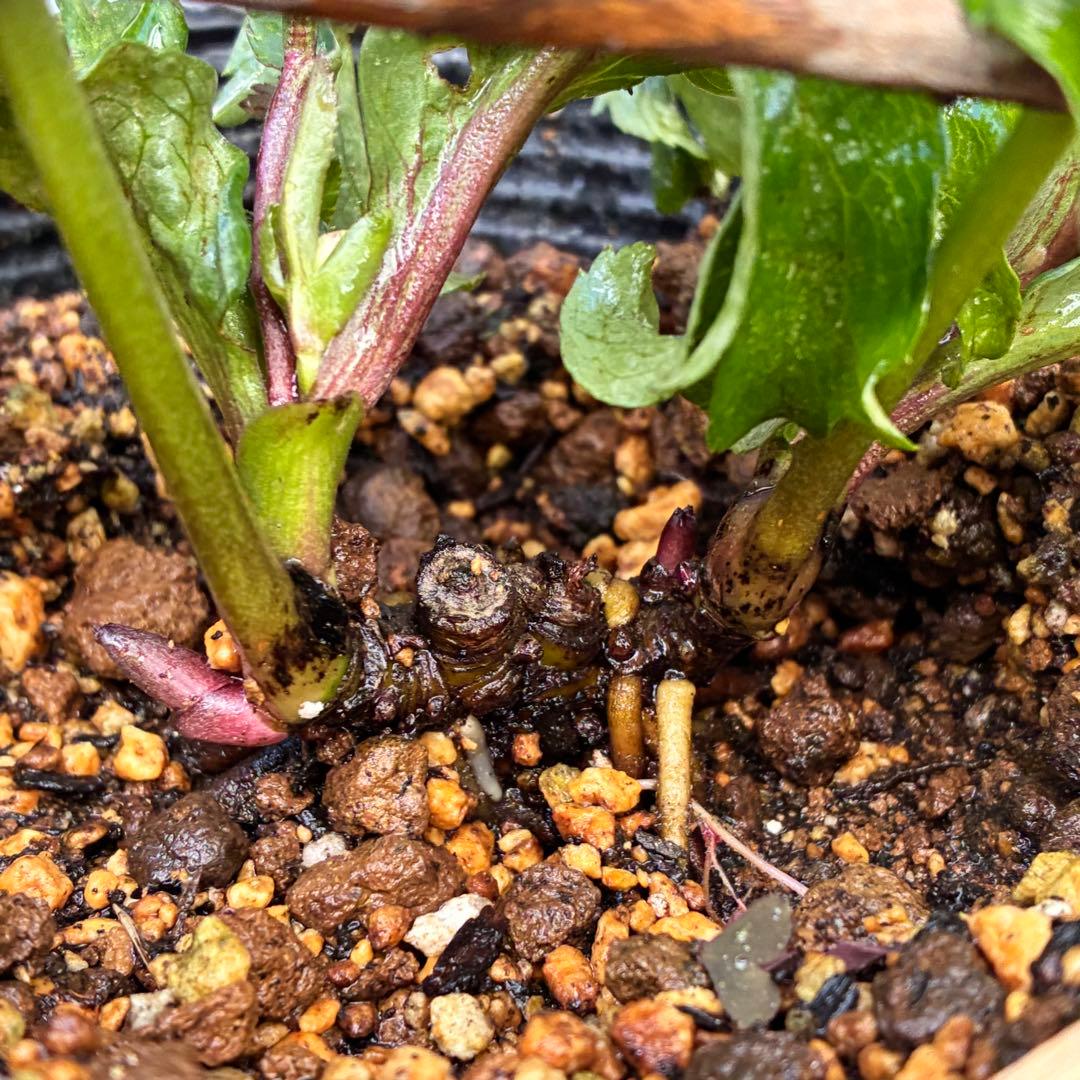 も*子様 ☘️❤️複数❤️蕾付き☘️3383⭐️極上⭐️チビチビ⭐️最小サイズ⭐