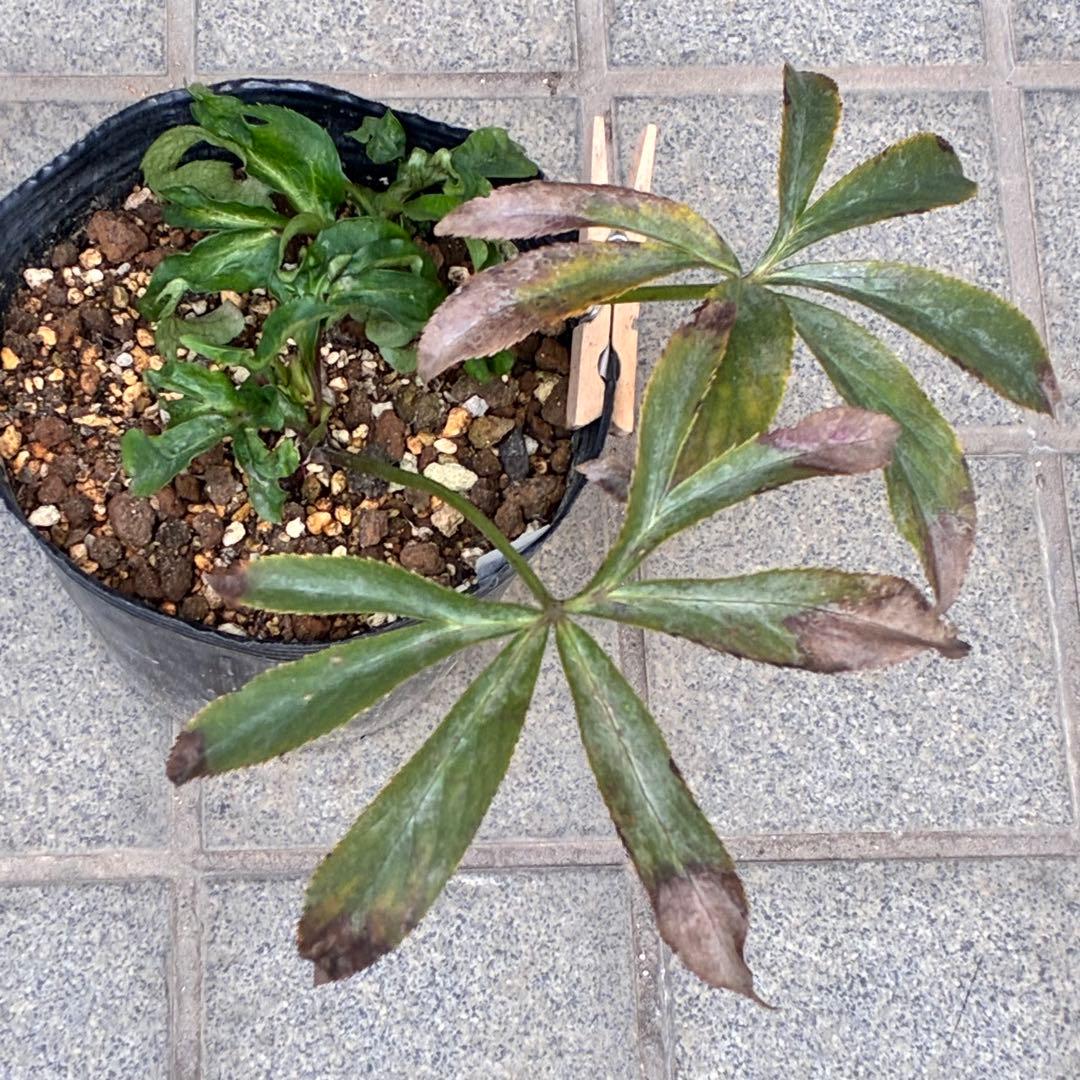 も*子様 ☘️❤️複数❤️蕾付き☘️3383⭐️極上⭐️チビチビ⭐️最小サイズ⭐