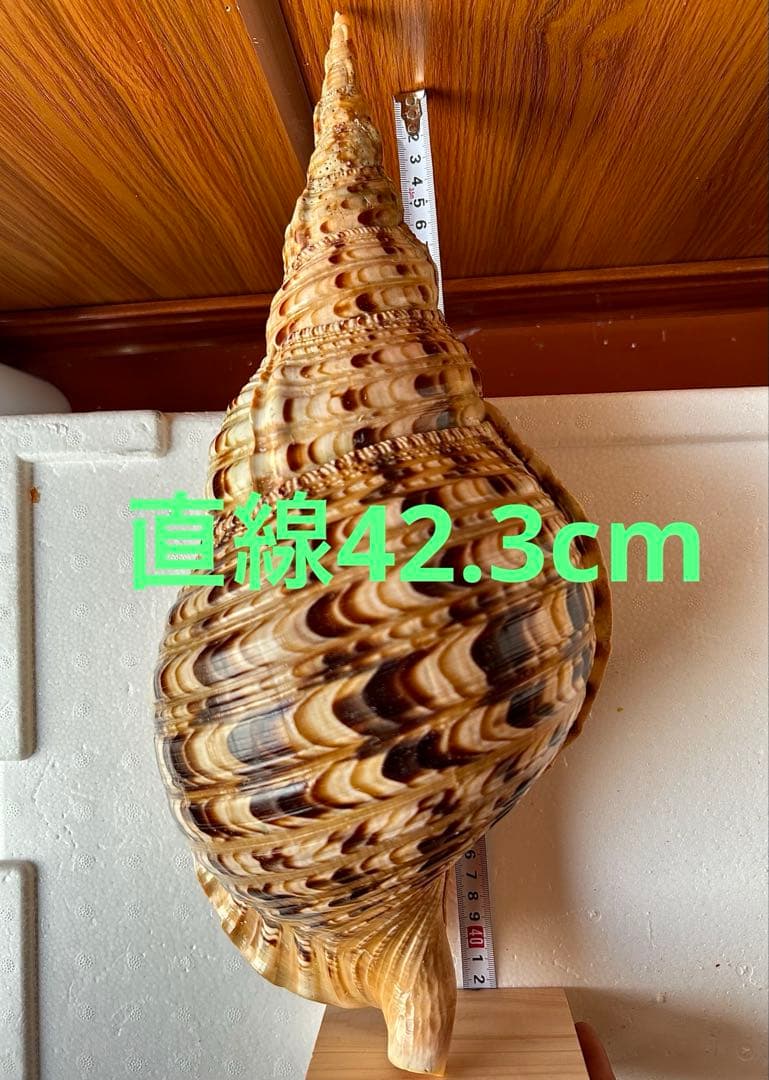 法螺貝45.5cm 蓋付