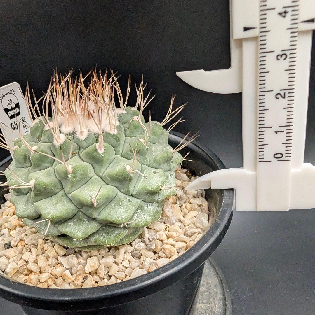 B 菊水 大型タイプ 実生 鉢植えメルカリ便送料込み