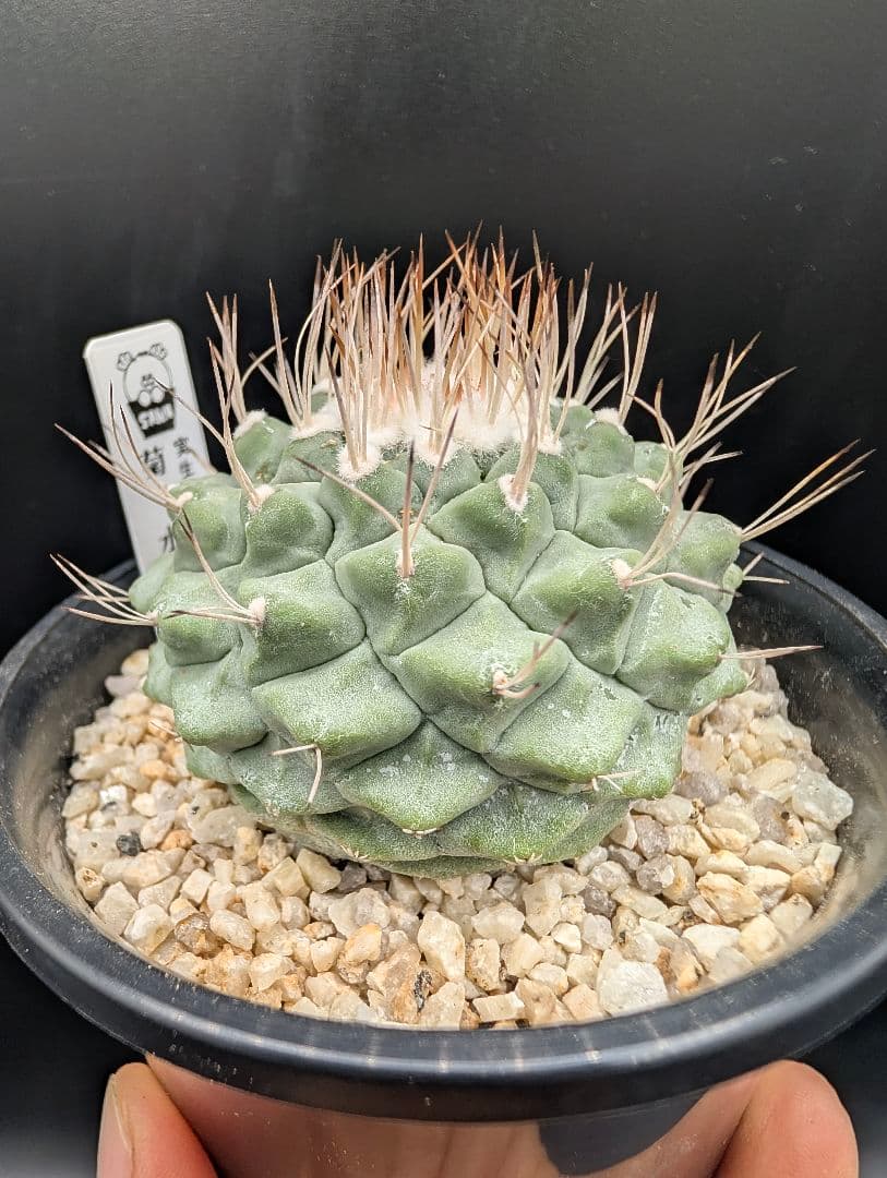 B 菊水 大型タイプ 実生 鉢植えメルカリ便送料込み