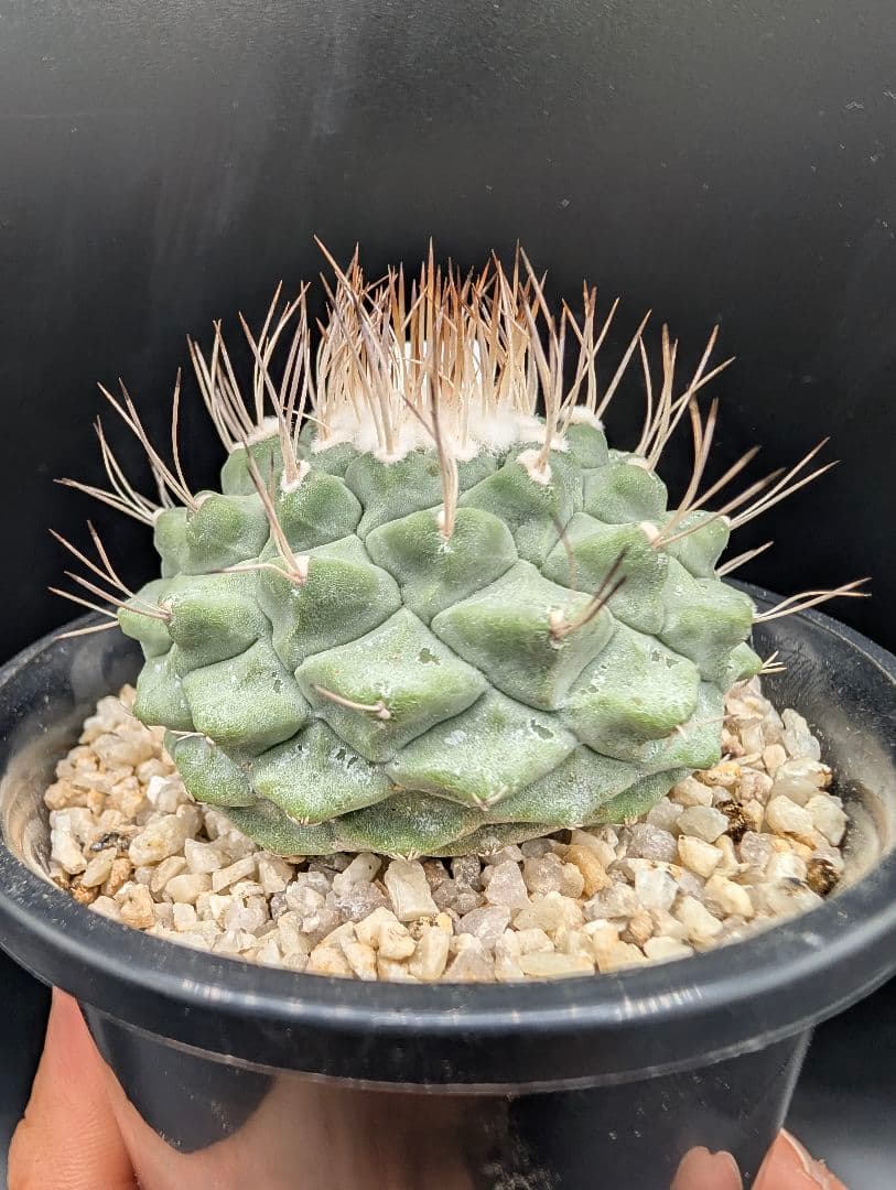 B 菊水 大型タイプ 実生 鉢植えメルカリ便送料込み