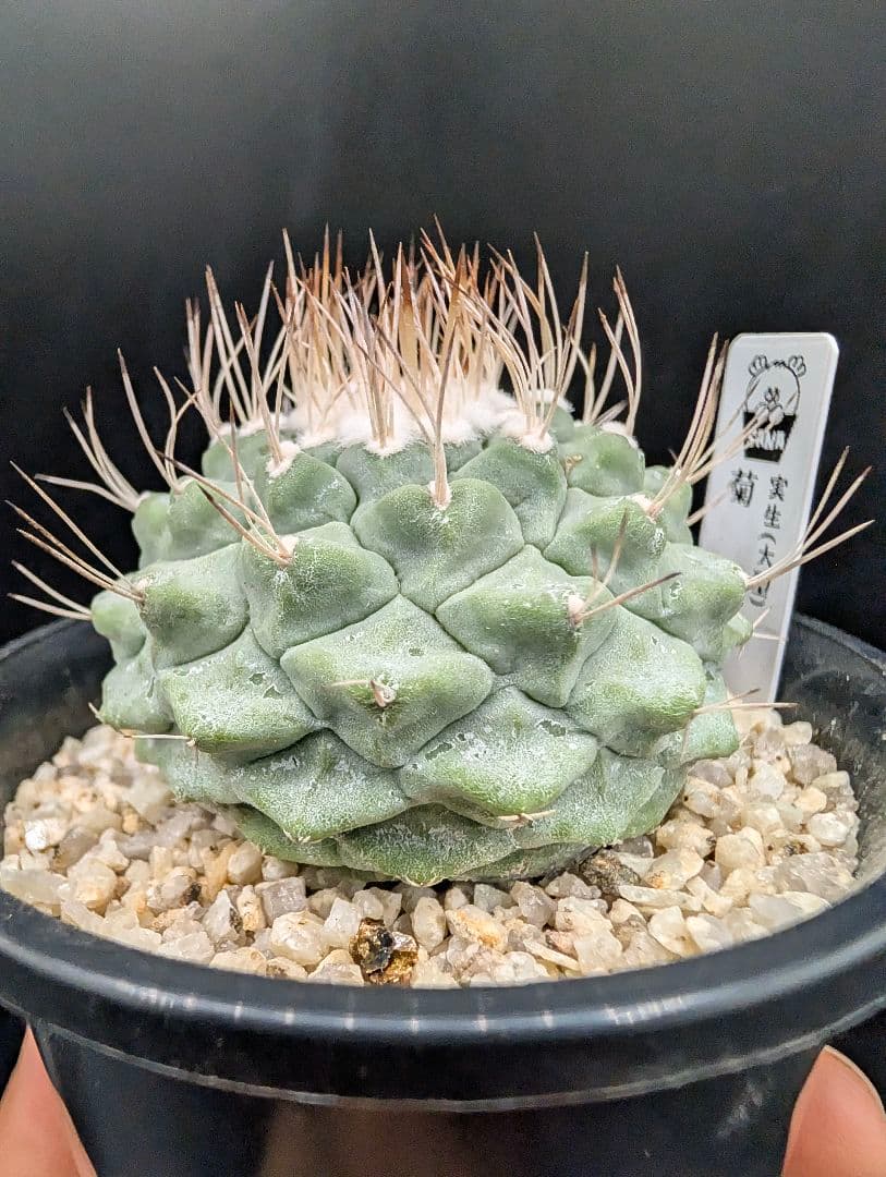 B 菊水 大型タイプ 実生 鉢植えメルカリ便送料込み