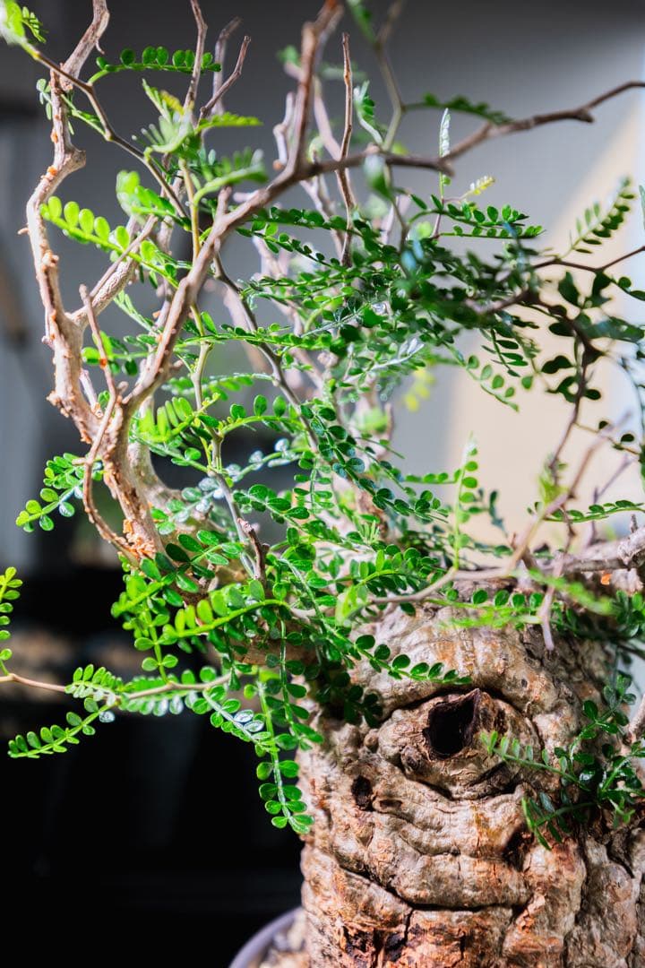 【Operculicarya pachypus｜オペルクリカリア・パキプス】