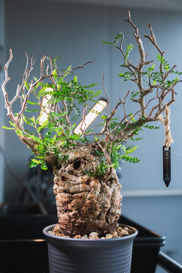 【Operculicarya pachypus｜オペルクリカリア・パキプス】