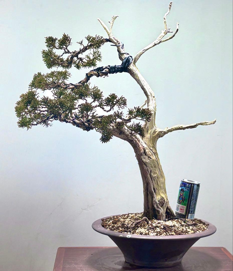 K*K様 サービスオークション】【文人】真柏　盆栽　 高さ56㌢