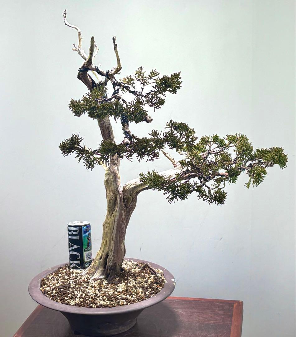 K*K様 サービスオークション】【文人】真柏　盆栽　 高さ56㌢