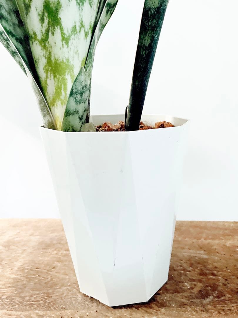 サンスベリア オブリティアナ 斑模様の希少種 calm cafe - メルカリ