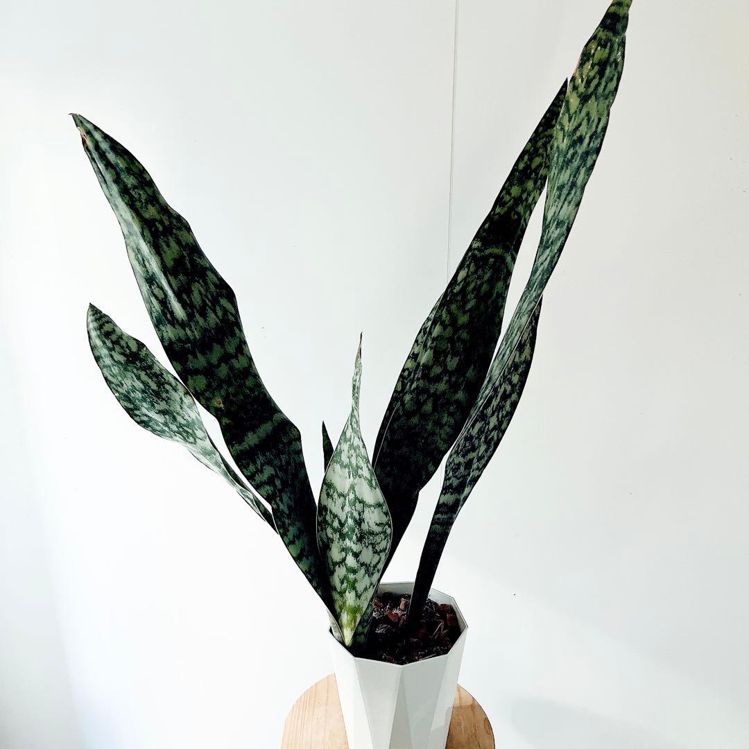 サンスベリア オブリティアナ 斑模様の希少種 calm cafe - メルカリ