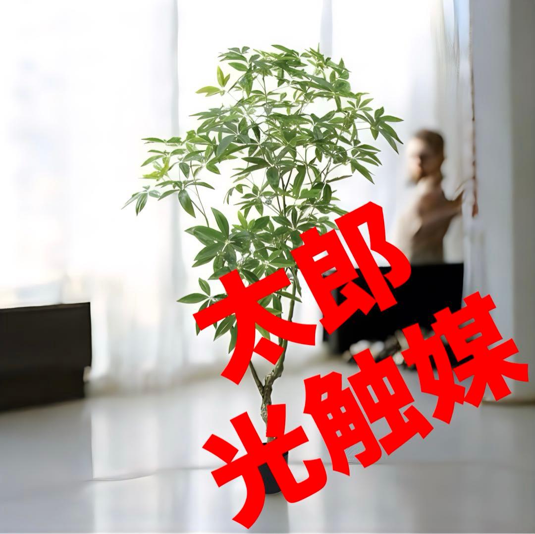 光触媒　人工観葉植物　ウォールグリーン　フェイクグリーン　パキラツリー210