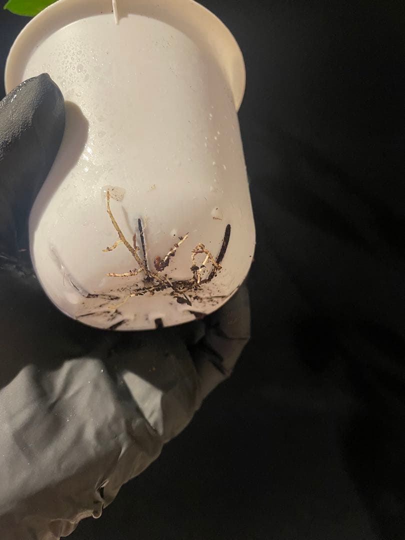 新年セール 極めて希少種レア hoya desvoeuxensis サクララン