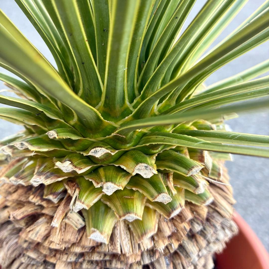 ユッカ　ロストラータ　斑入り