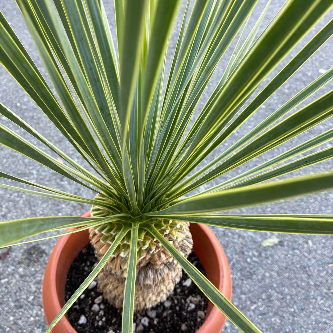 ユッカ　ロストラータ　斑入り