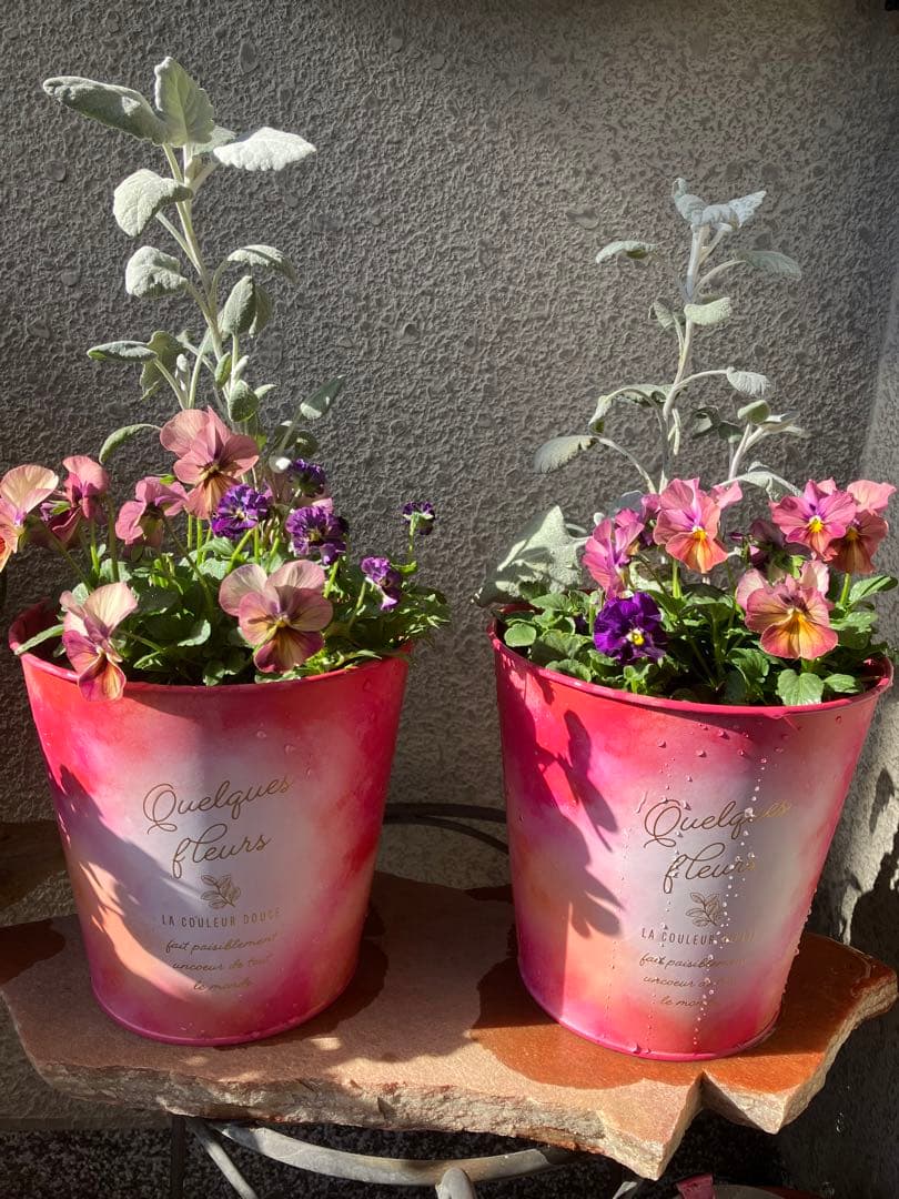 ❤️みーこ様❤️専用のページ❤️寄せ植え❤️