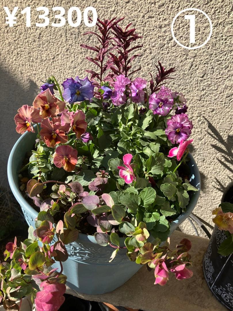 ❤️みーこ様❤️専用のページ❤️寄せ植え❤️