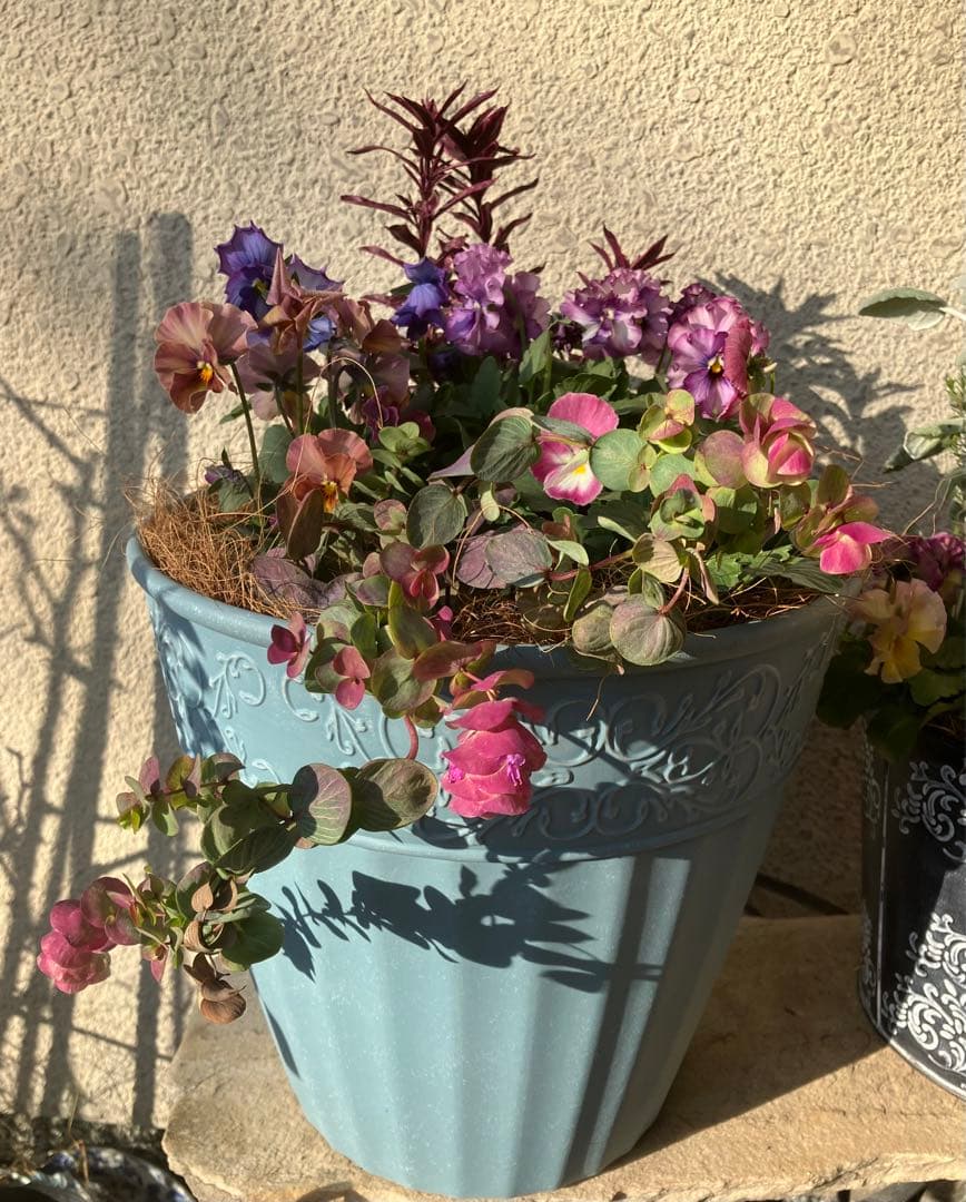 ❤️みーこ様❤️専用のページ❤️寄せ植え❤️