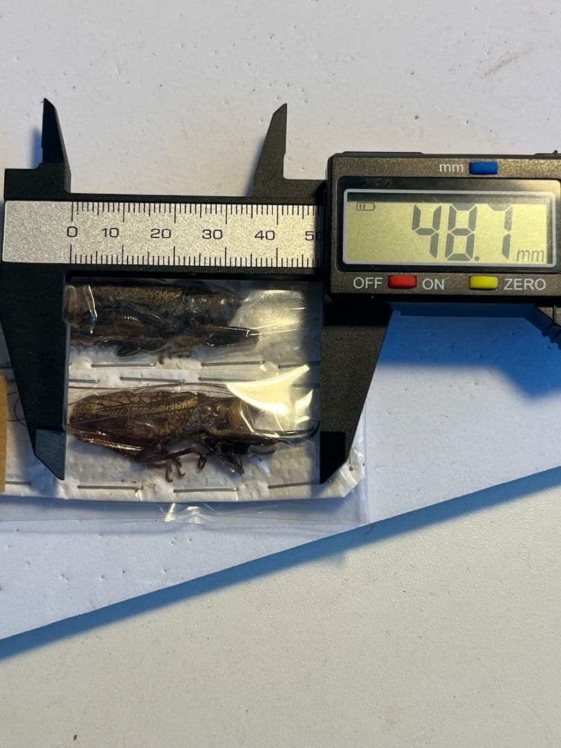 【未展足ペア】クワガタキリギリス 化け物キリギリス 昆虫標本 ウェタ バッタ