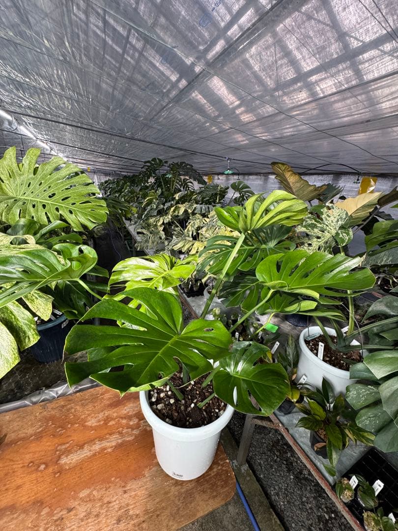 モンステラ　デリシオーサ　インテリア用実生何となく丸葉　180梱包サイズ送料無料