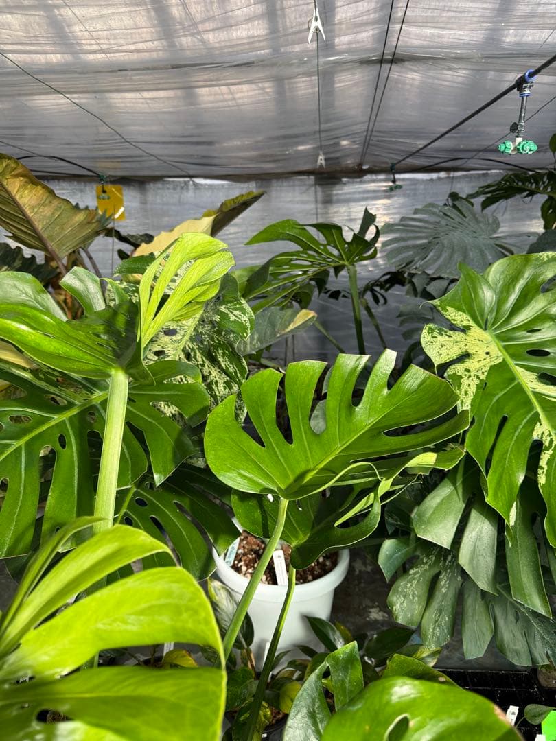 モンステラ　デリシオーサ　インテリア用実生何となく丸葉　180梱包サイズ送料無料