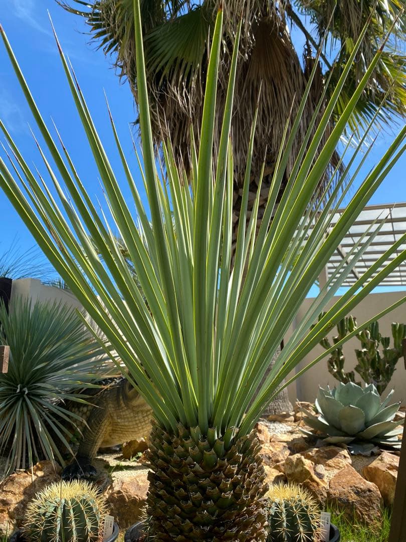 フ*ミ様 マルデヌベスver.リギダ　分頭