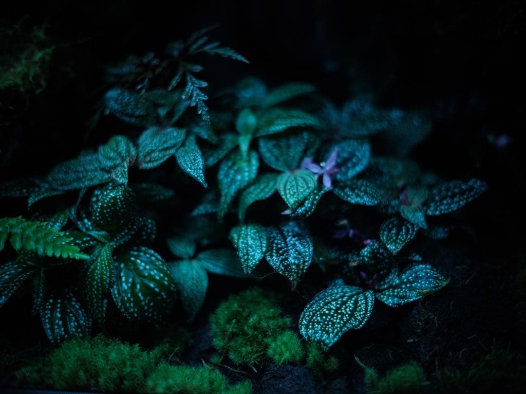 FUJIFILM GFX50sⅱ MINOLTA55mmf1.7 MD-GFX