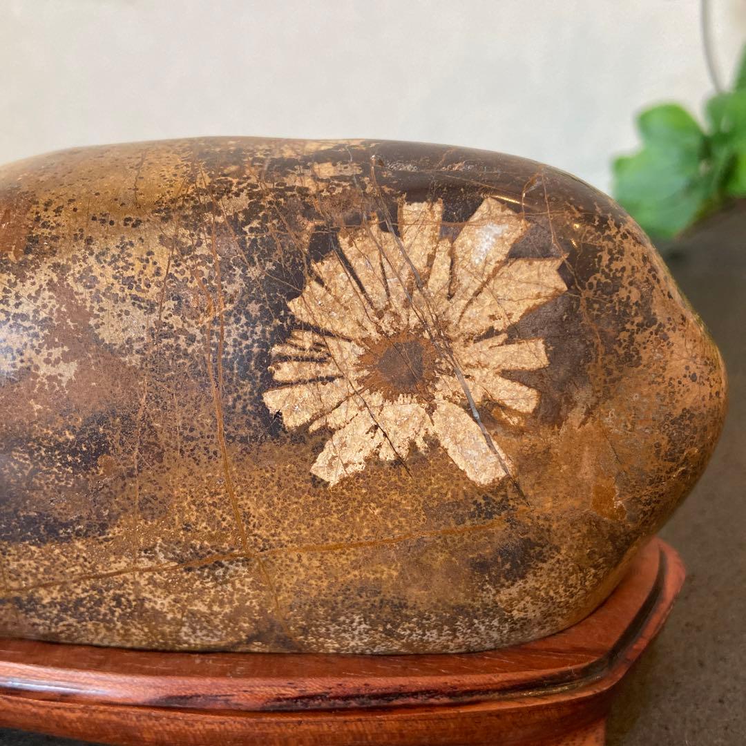 歳末フェア価格 ゴールドの世界 菊花石 ☆鑑賞石 菊花石 水石 - メルカリ