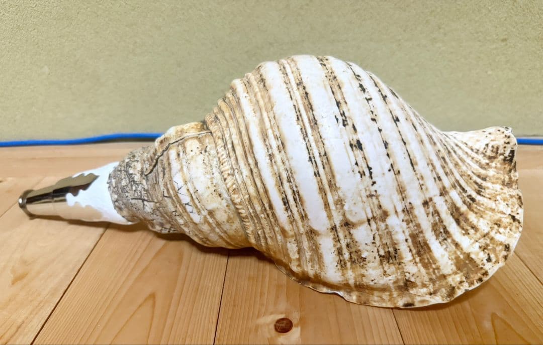 特大40㎝修験道法螺貝 山伏