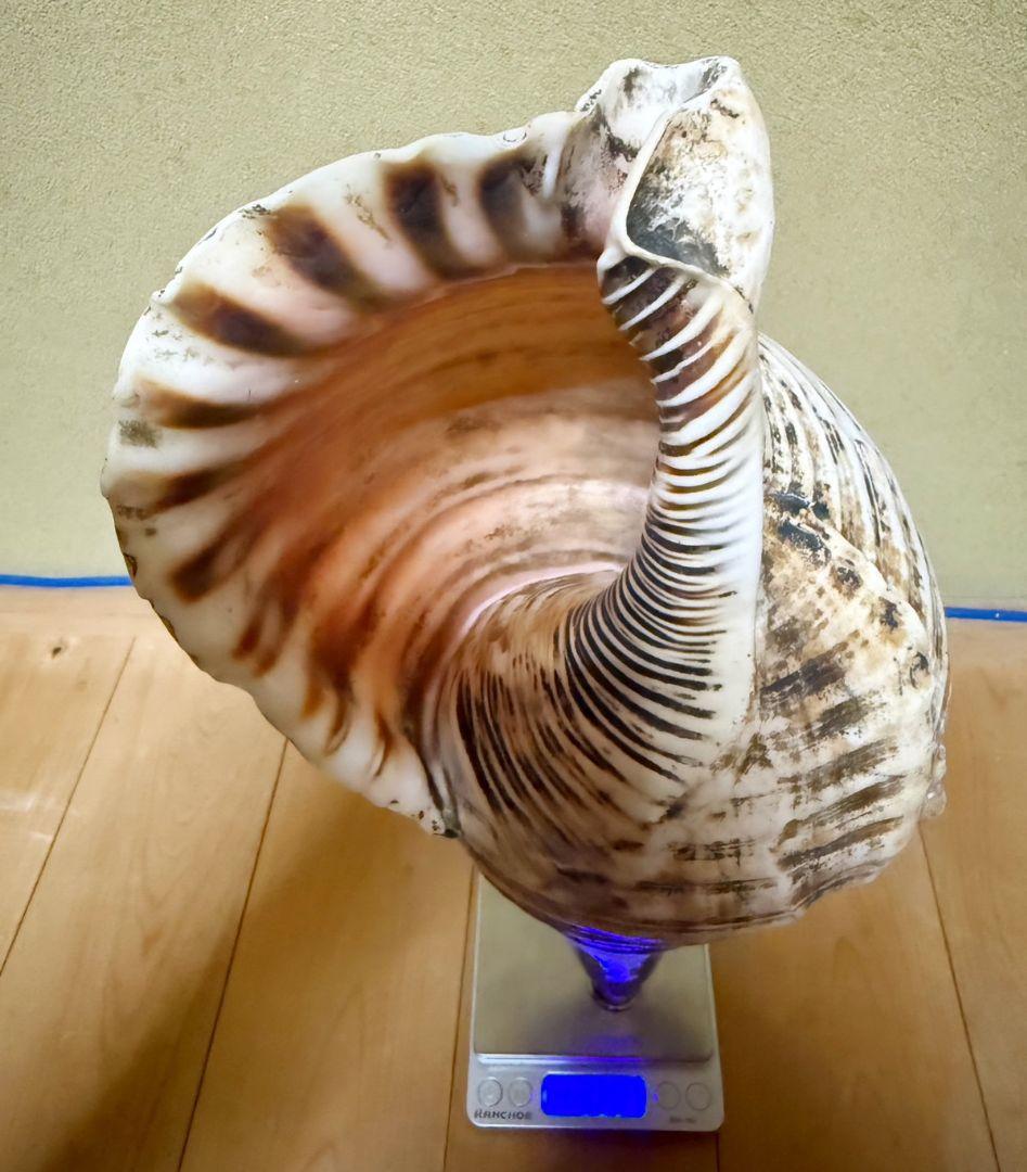 特大40㎝修験道法螺貝 山伏