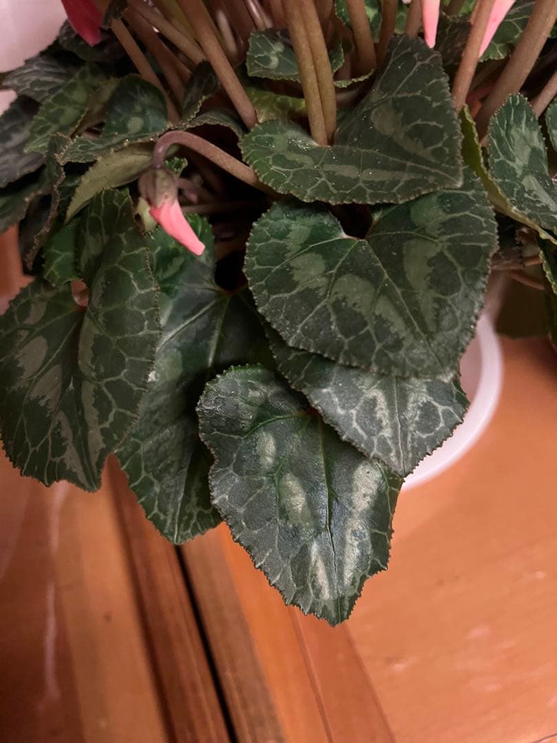 Apple iPhone 13 Pro Max シルバー 本体(中古)