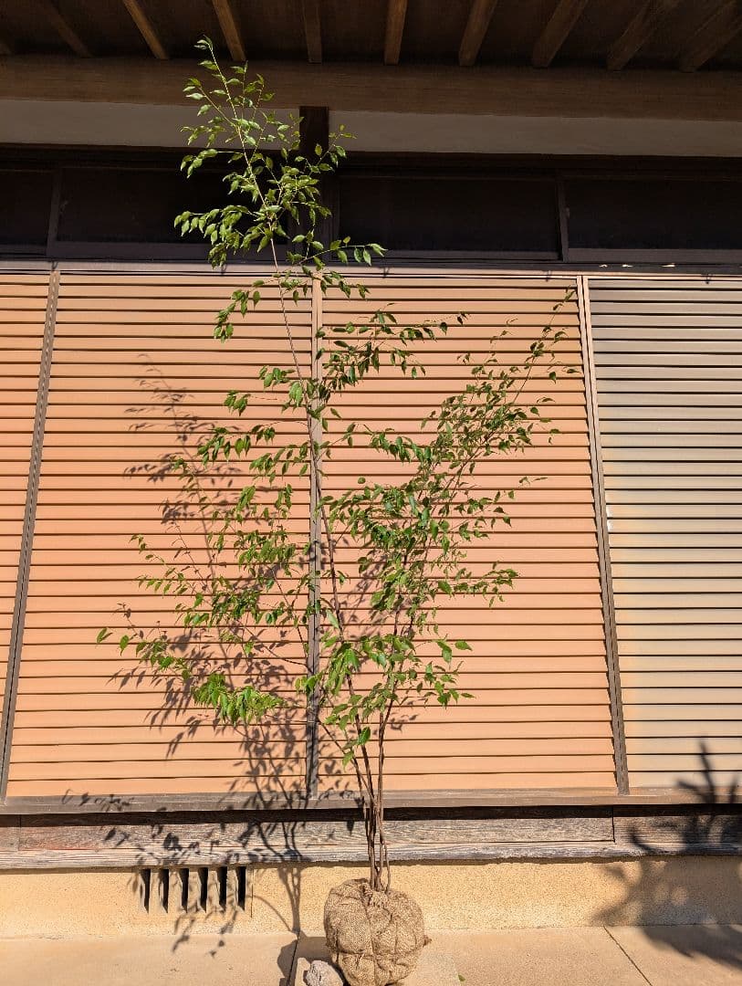 ハイノキ　株立　約2m