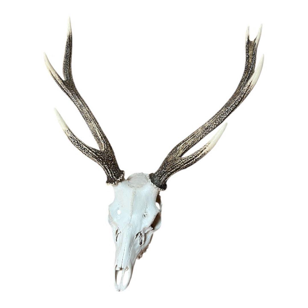 明日までお値下げ！希少！！二股角の鹿トロフィー 鹿の頭骨 壁掛け装飾